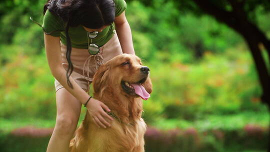 金毛犬和主人在一起视频素材模板下载