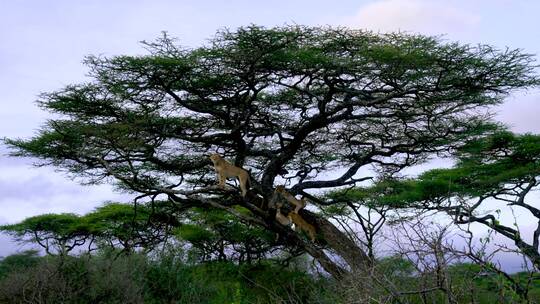 树干上的母狮