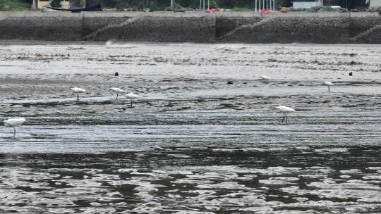 北岐滩涂湿地航拍空镜