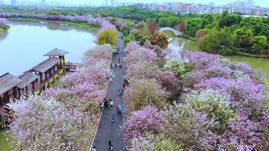 广州海珠湿地紫荆花航拍（一）