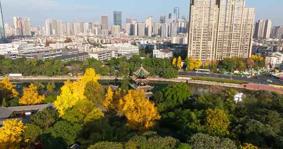 秋天的成都美丽公园城市金黄银杏望江楼公园
