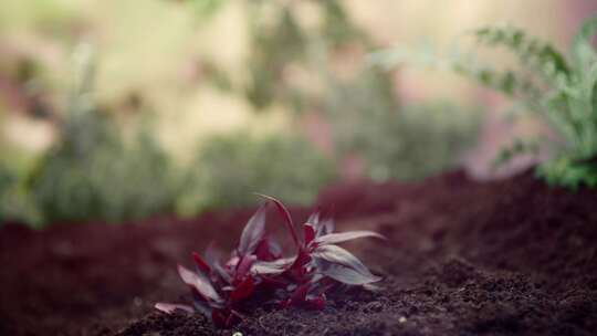 植物，生长，土壤，地面