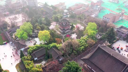 航拍西安青龙寺樱花