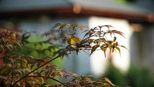 中式庭院园林植物视频素材模板下载