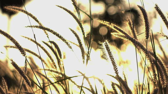 狗尾巴草唯美逆光光线自然抒情草地植物