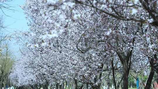 梨花盛开春天花开花花瓣梨花梨花开视频素材模板下载