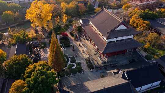 浙江嘉兴梅花洲石佛寺千年银杏航拍