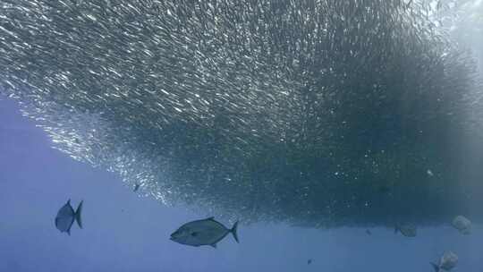 海底海洋潜水员水肺潜水沙丁鱼风暴鱼群视频素材模板下载