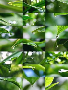 树叶水滴绿叶雨滴微距升格晨露露珠水珠滑落高清在线视频素材下载