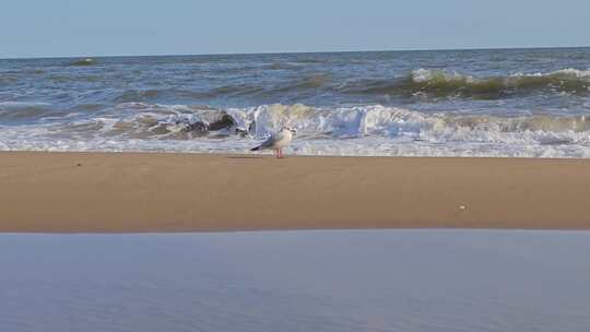 沙滩海鸥与海浪景象