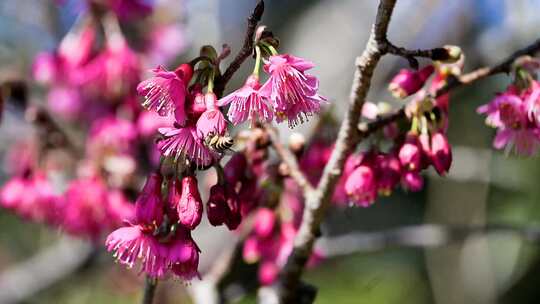 梅花盛开蜜蜂采蜜特写