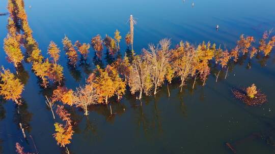 南滇池国家湿地公园秋色航拍视频素材模板下载