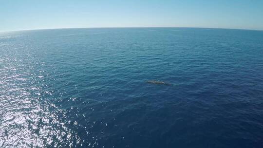 深海蓝色鲸鱼