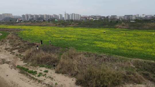 航拍长沙江边油菜花地