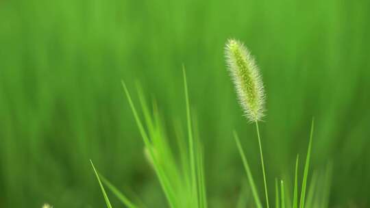 狗尾巴草