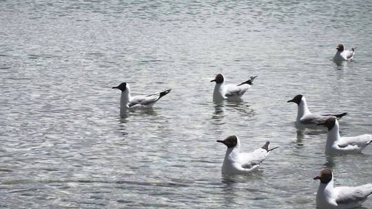 一大群海鸥鸟儿在水中