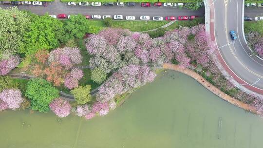 航拍国内柳州市紫荆花