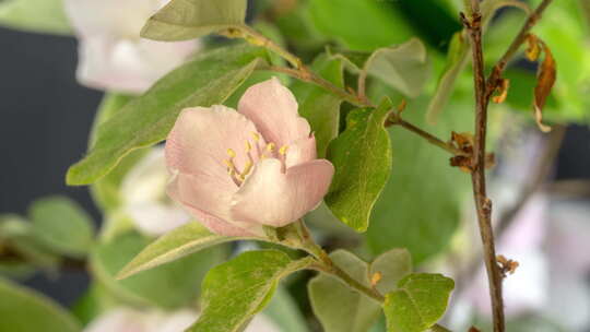 黑色的Quince Blossom Ti