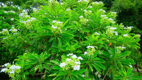 海杧果 热带植物