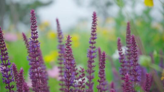 草地里的紫色花朵随风舞动
