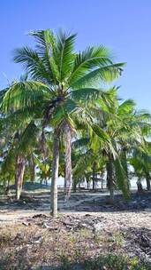 海南三亚大海黄昏椰树椰林沙滩木栈道风光
