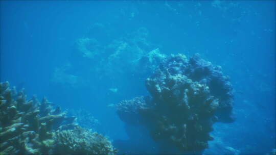 海洋中珊瑚礁的水下景观
