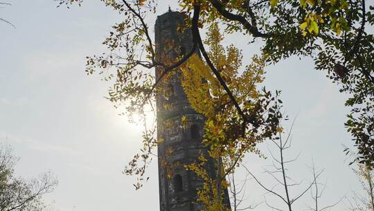 秋冬季天马山顶高塔与银杏树