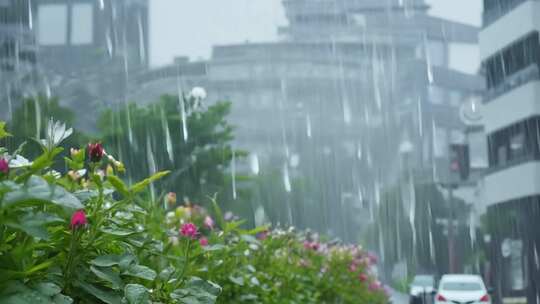 城市街道雨中花卉景观