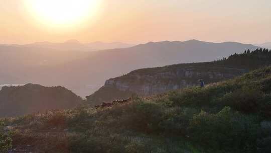 沂蒙黑山羊