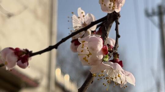 春天盛开的花朵微距视频素材模板下载