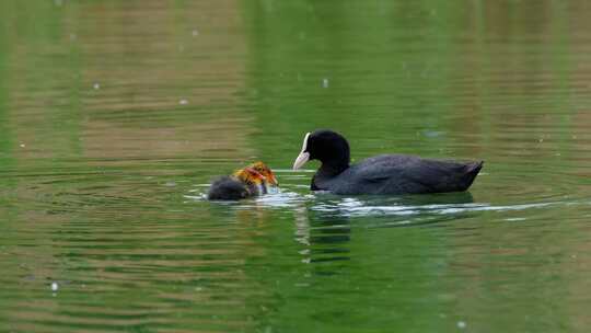 湖面上鸭子妈妈带着小鸭子学习觅食