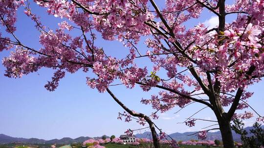 浪漫樱花茶园 阳光樱花树