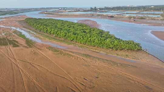 湛江乐民港红树林白鹭滩涂湿地保护区航拍