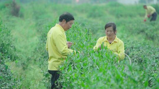 信阳毛尖茶农采茶工作采摘特写画面