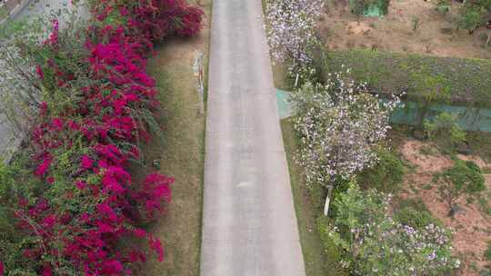 春天花开的道路航拍