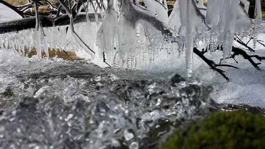 冰雪融化溪水从树干冰柱流淌