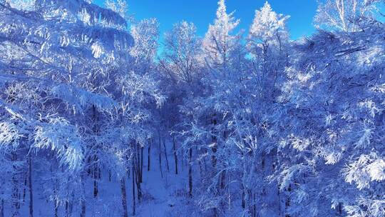 寒冬的大兴安岭上森林雪松