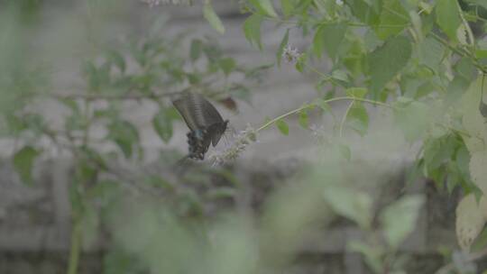 藿香花上的黑色蝴蝶LOG视频素材