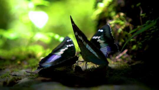 两只蝴蝶特写微距镜头蝴蝶飞走森林昆虫视频素材模板下载