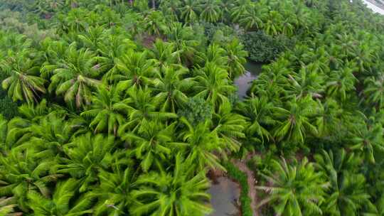 热带植物，海南椰树林视频素材模板下载