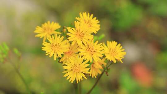 野外的苦菜花，苦苣菜，黄色的野花实拍