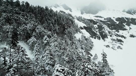 云南香格里拉巴拉格宗雪山森林雪松全景