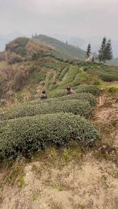 茶树茶山4K实拍视频