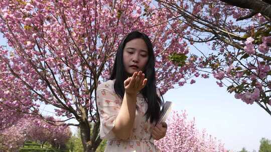 女子赏樱轻嗅花瓣