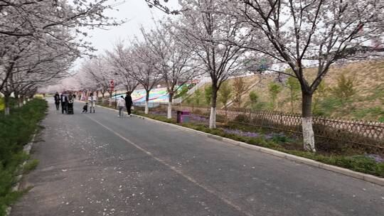 孤柏渡飞黄旅游区樱花园鲜花盛开