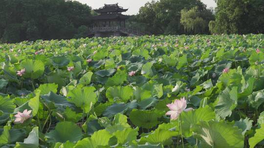 杭州西湖景区曲院风荷荷花