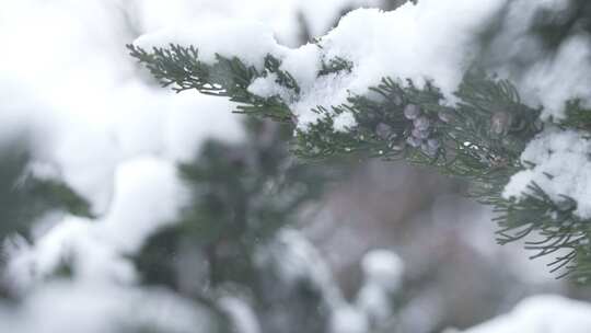 冬天下雪唯美雪景松树枝头被雪覆盖