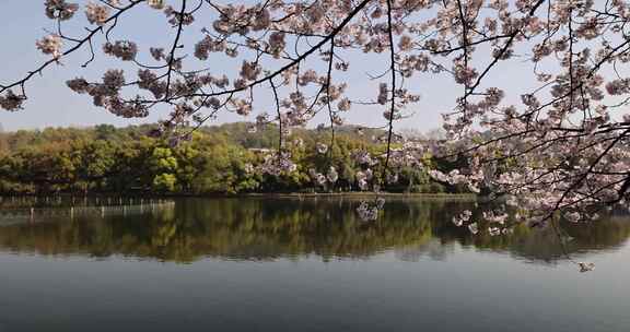 中国杭州西湖曲苑风荷樱花盛开