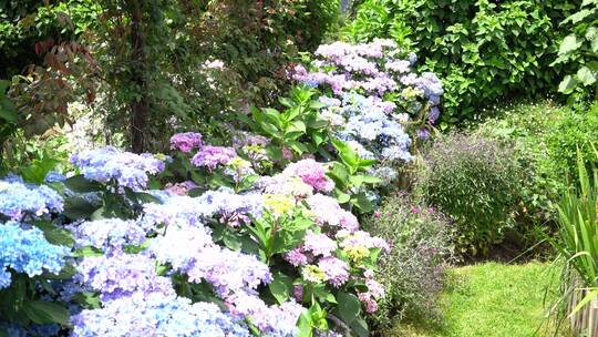 【精品】绣球花花园公园景区景点