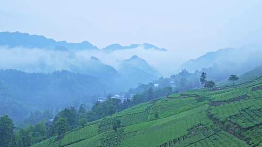 航拍茶园采摘绿茶山脉茶山茶叶云海茶树